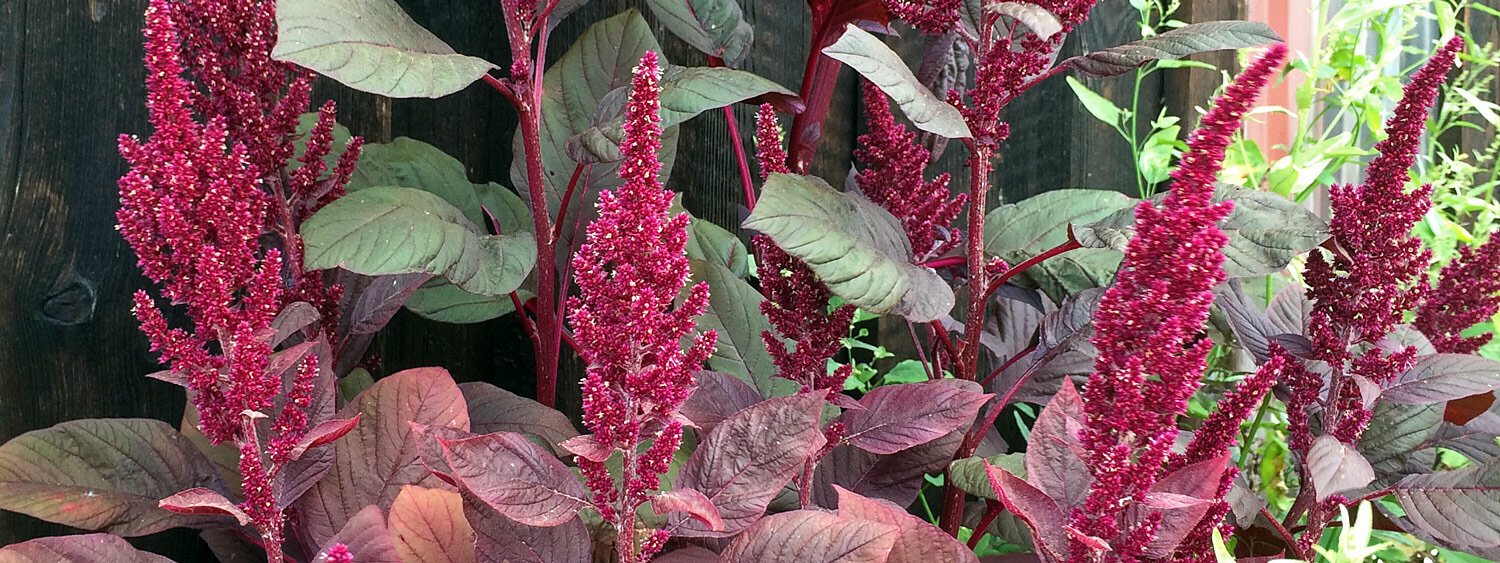 Purple amaranth (Amaranthus lividus)