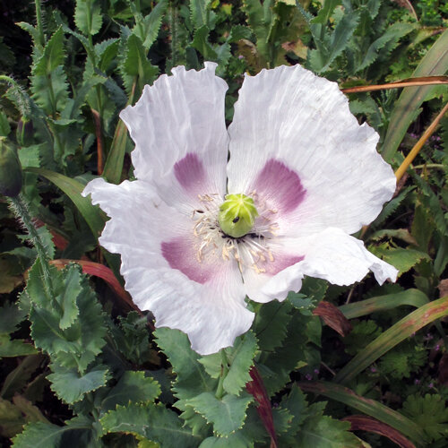 White poppy flower with purple blotches at the base