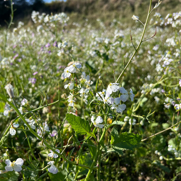 Field of oilseed radish (Raphanus sativus) in white flower as green manure