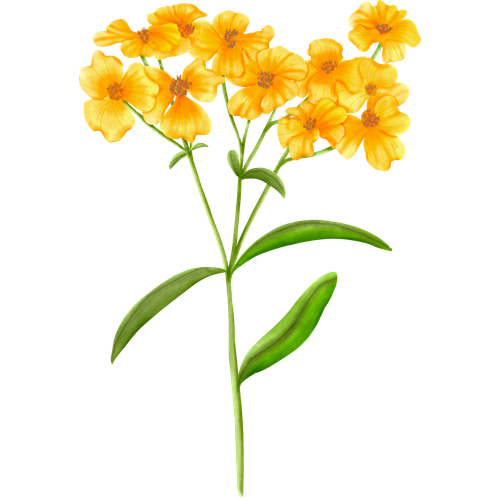 Tagetes varieties