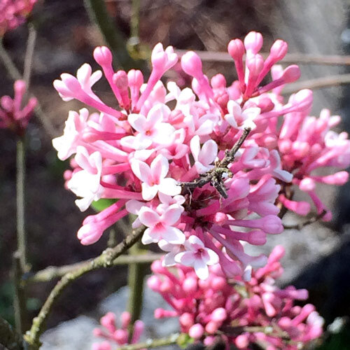 Fragrant viburnum (Viburnum farreri) with clusters of pink flowers on bare twigs