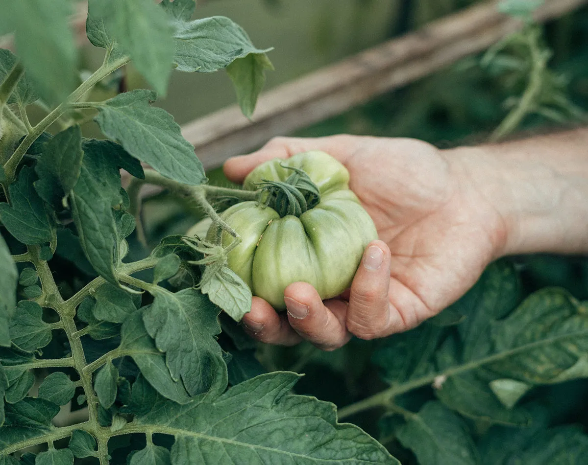 Growing tomatoes from seed