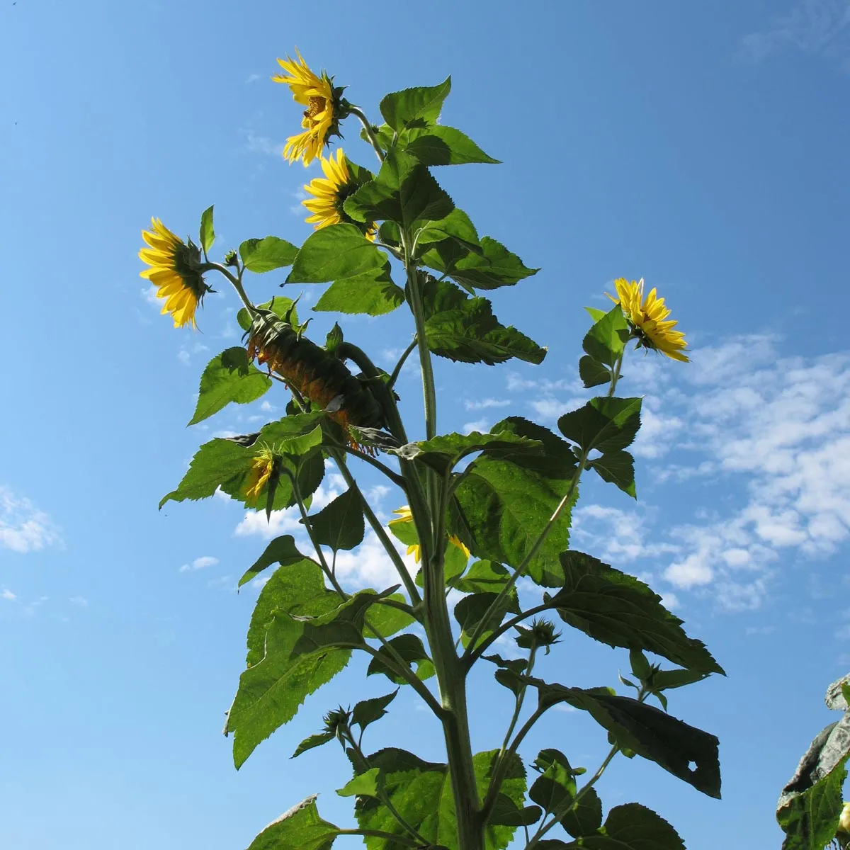 Hochwachsende Sonnenblume 'Peredovick' (Helianthus annuus) Bio Saatgut