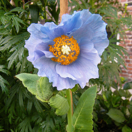 Sky-blue flower of Himalayan blue poppy (Meconopsis betonicifolia) with yellow stamens