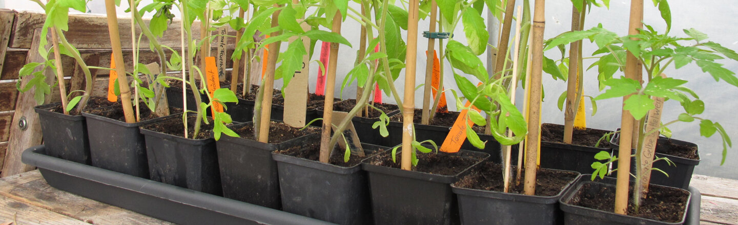 Young tomato plants