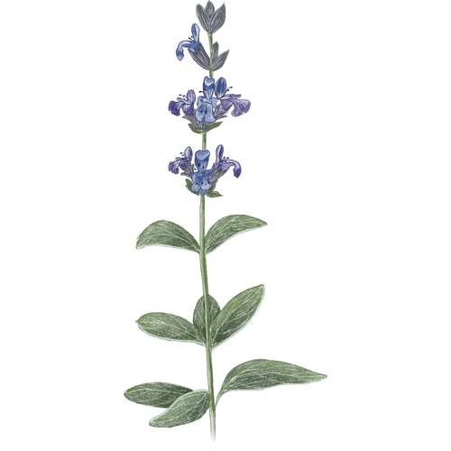 Sage
