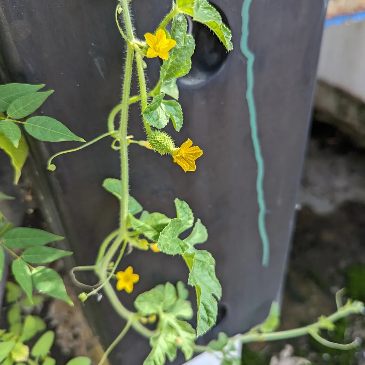 Antillengurke (Cucumis anguria) Samen