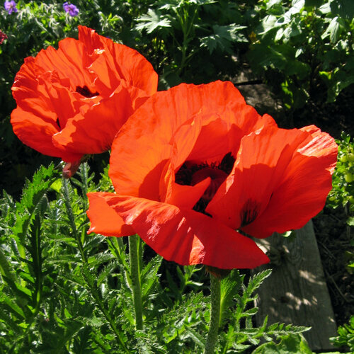 Oriental poppy (Papaver orientale) with large bright red flowers