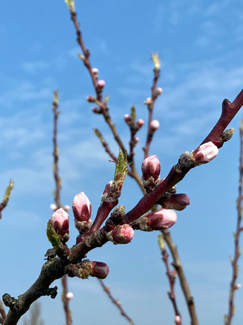 Pink peach buds on a branch against a blue sky