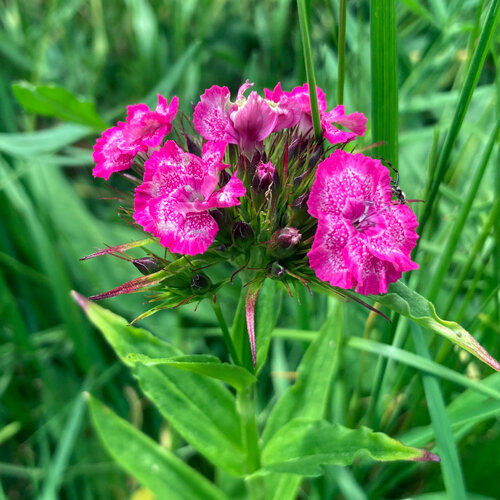 Sweet William (Dianthus barbatus) with pink, white-patterned flowers