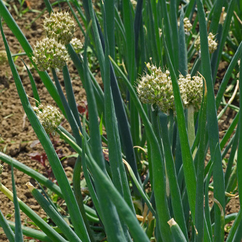 Welsh onions with hollow leaves and round flower heads in the bed