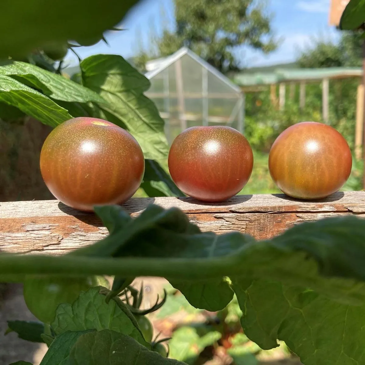 Cocktailtomate 'Black Sweet Cherry' (Solanum lycopersicum) Samen