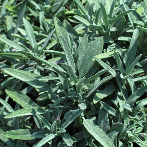 Silvery green leaves of common sage (Salvia officinalis)