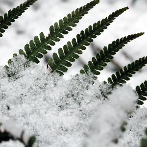 Green fern fronds poking out of the snow