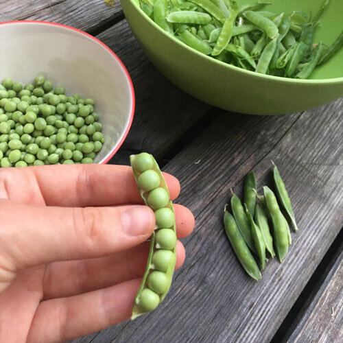 Freshly picked peas: an open pod in a hand, shelled peas in a bowl