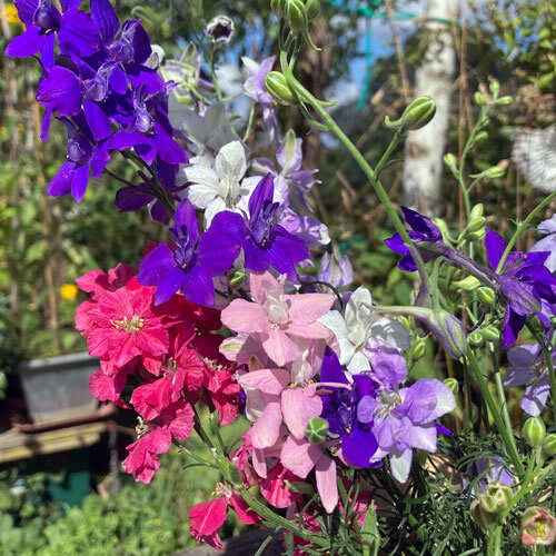 Bunch of larkspur in blue, purple, pink, red and white