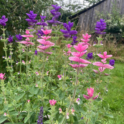 Annual clary sage (Salvia viridis) with pink and purple bracts