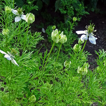 Black cumin (Nigella sativa) with pale flowers, buds and finely divided foliage