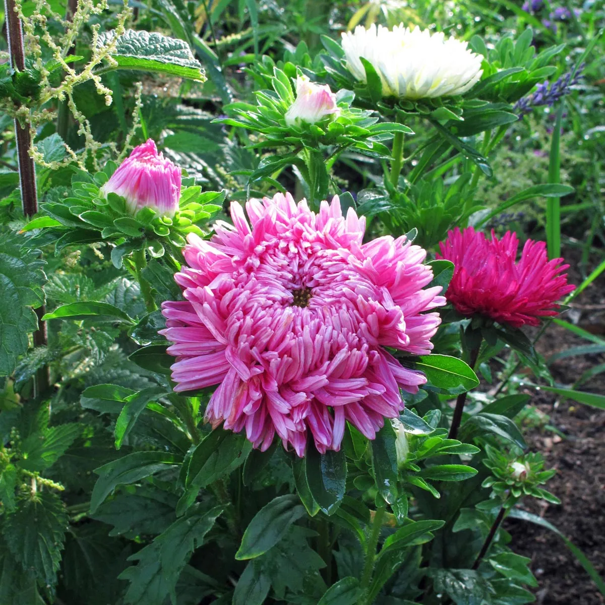 Krallenaster (Callistephus chinensis) Bio Saatgut
