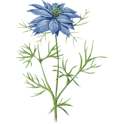 Love-in-a-Mist