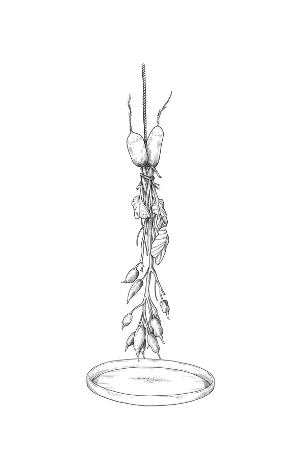 Drawing: radish seed stalks hung upside down to dry above a dish