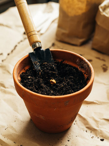 Terracotta pot with dark soil and a small trowel