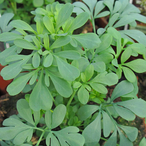 Blue-green leaves of common rue (Ruta graveolens)