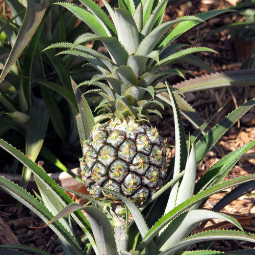 Pineapple plant with a young fruit among spiny-edged leaves