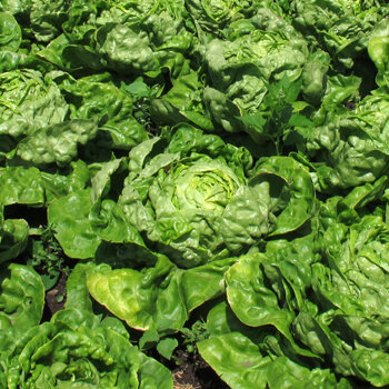 Lettuce heads growing close together in a vegetable bed