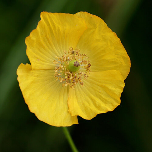Yellow flower of alpine poppy (Papaver alpinum)