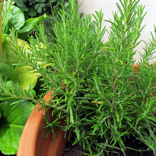 Bushy rosemary in a terracotta pot