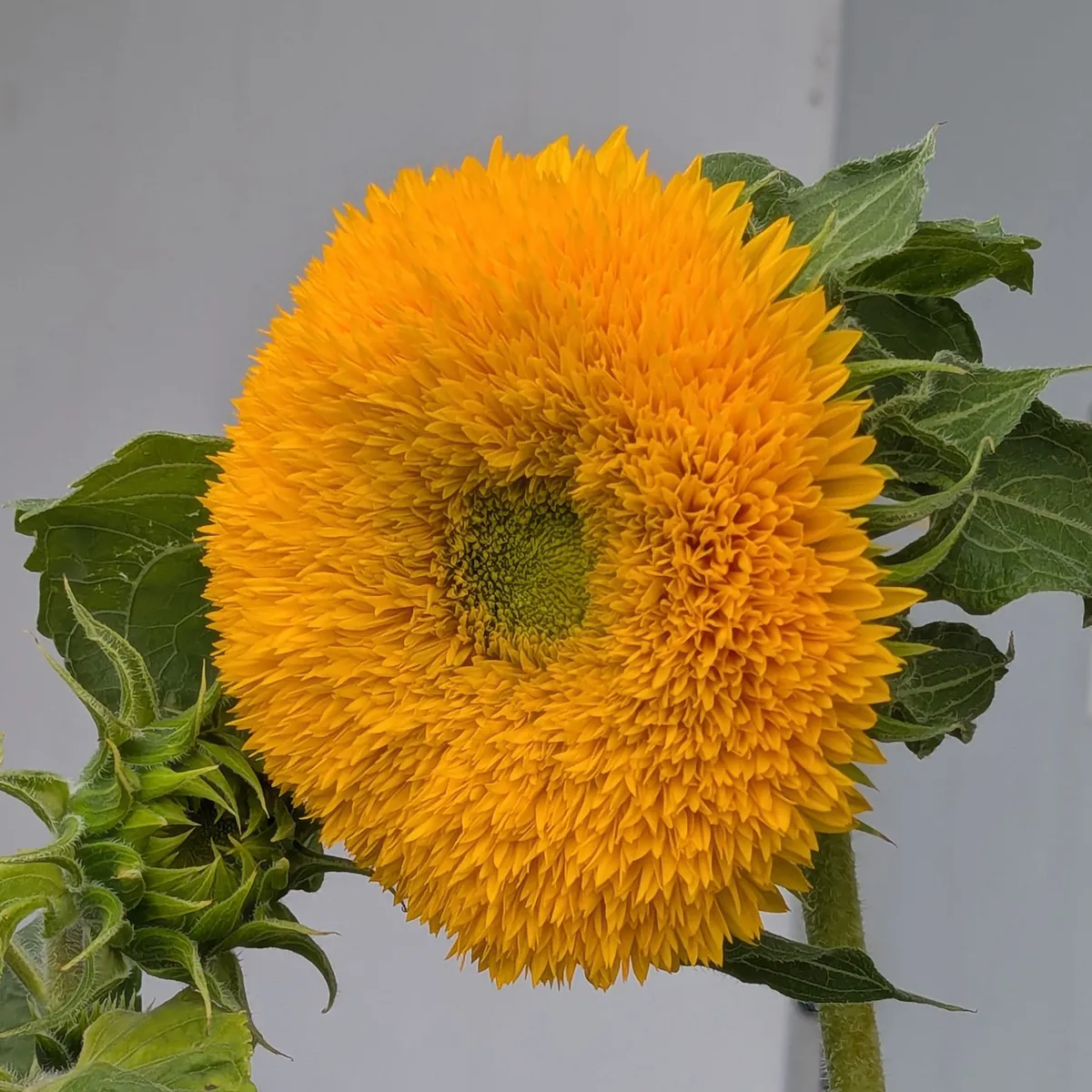 Gefüllte Sonnenblume 'Tall Sungold' (Helianthus annuus) Samen