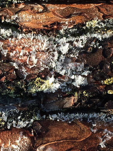 Ice crystals on the bark of a tree trunk