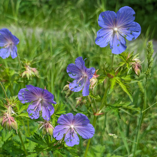 Cranesbill with blue-violet flowers and finely divided leaves