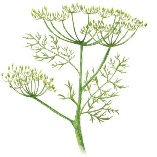 Fennel Varieties