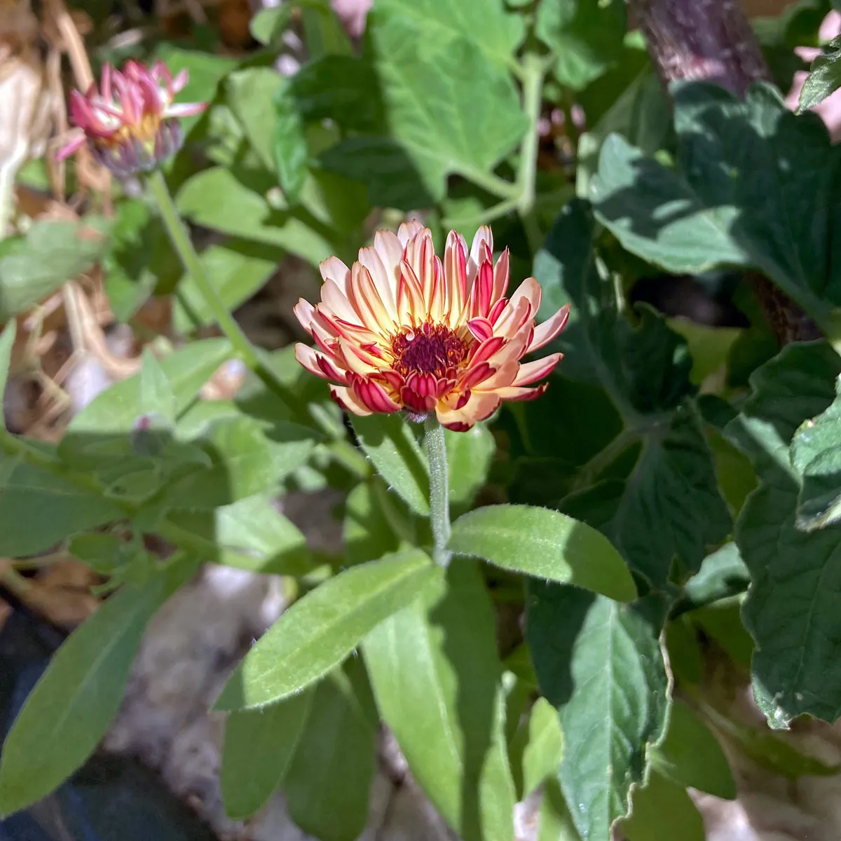 Apricofarbene Ringelblume 'Touch of Red Buff' (Calendula officinalis) Samen