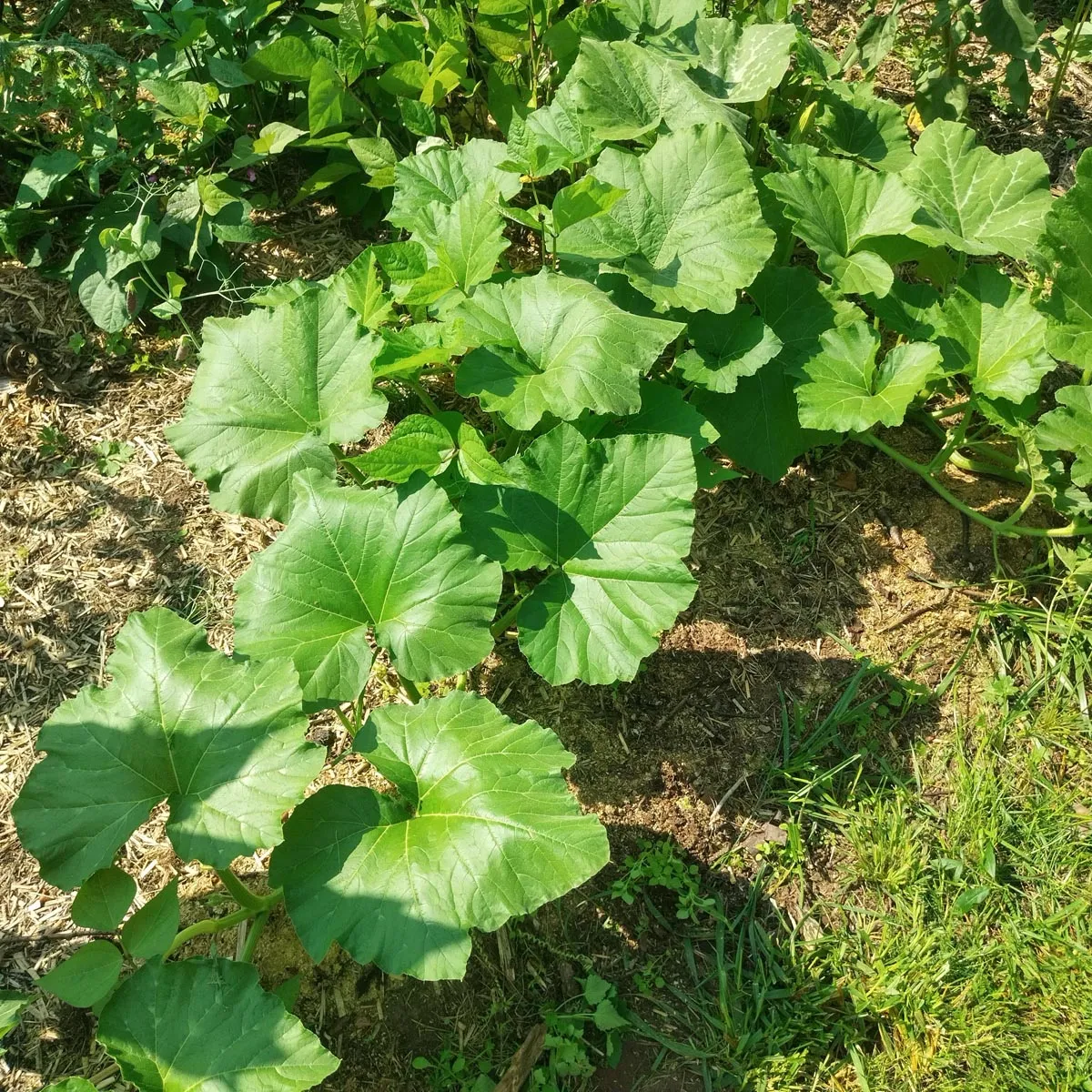 Zucchini 'Tromboncino d'Albenga' (Cucurbita moschata) Samen
