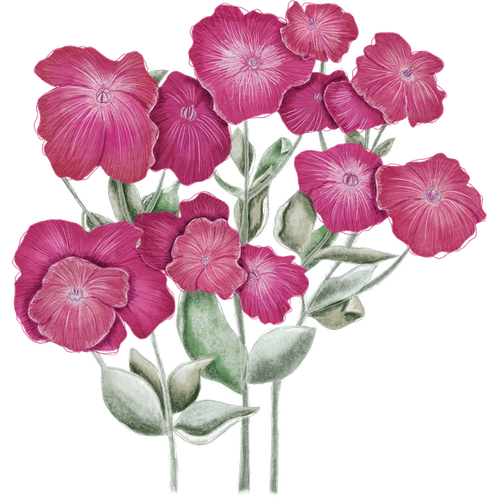 Silene