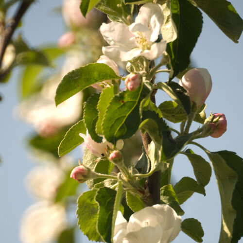 Apple blossom with white flowers and pink buds in late spring