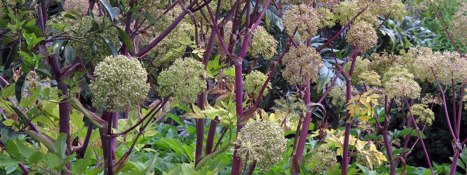 Garden angelica (Angelica archangelica)