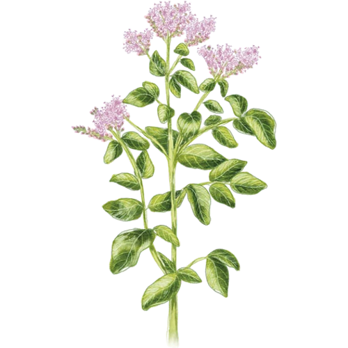 Oregano Varieties
