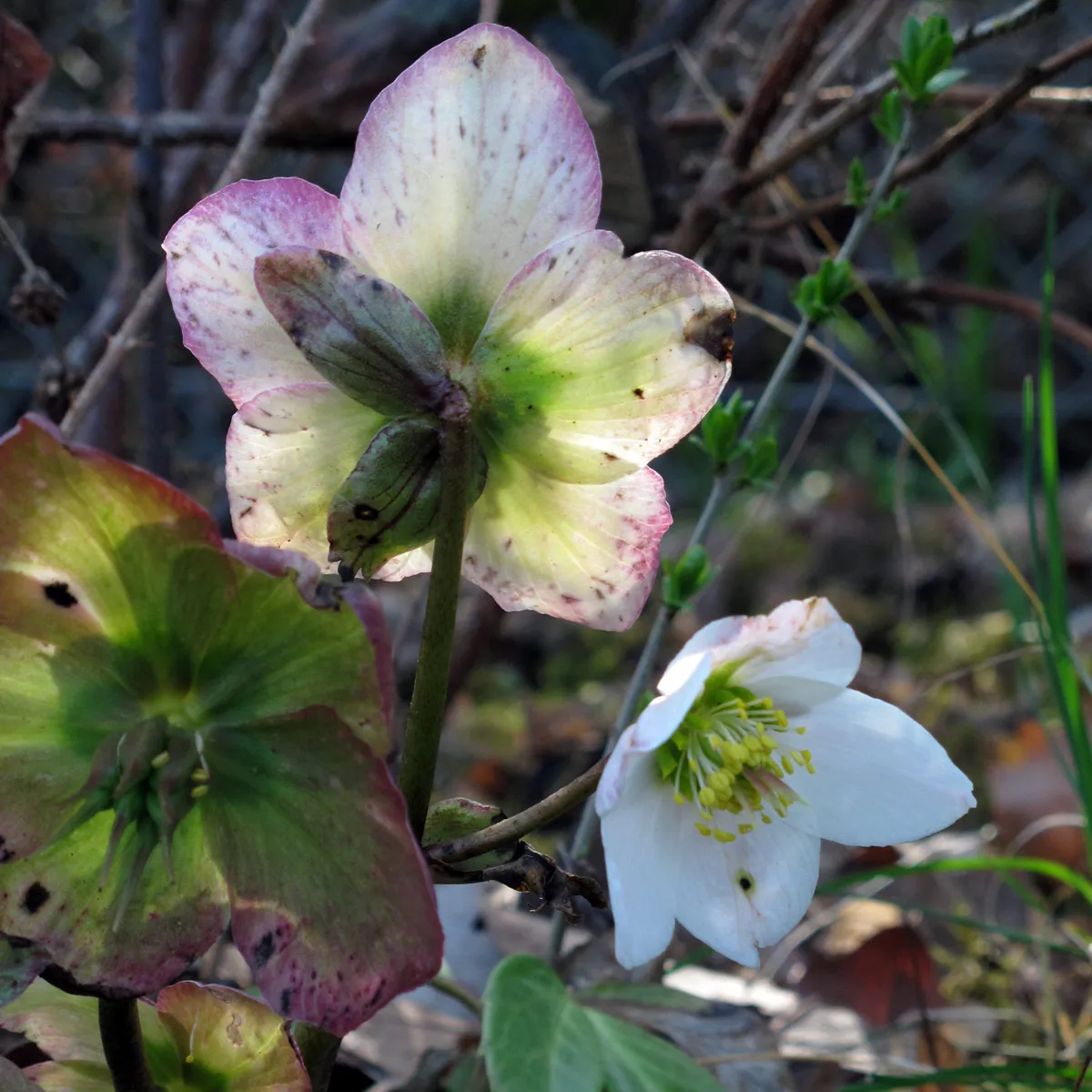 Christrose (Helleborus niger) Samen