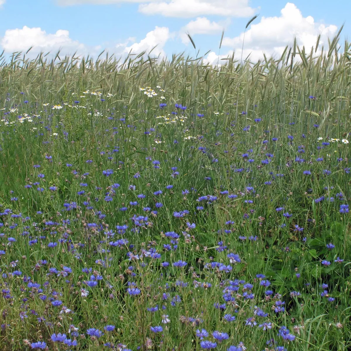 Wilde Kornblume / Zyane (Centaurea cyanus) Samen