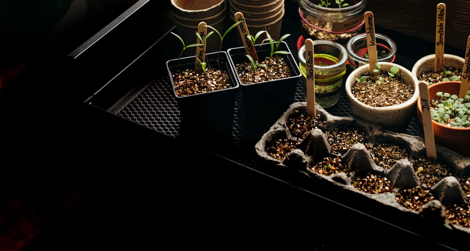 Seedlings in starter pots and jars with wooden labels