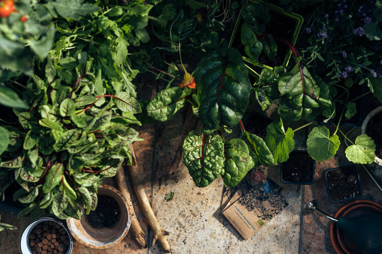 Lushly planted balcony from above: chard, herbs and tomatoes in pots, with soil and clay pebbles