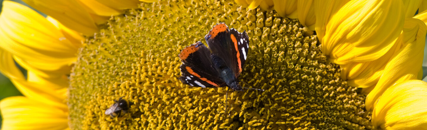 Red admiral butterfly on a sunflower