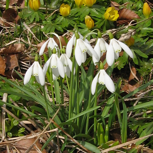 Snowdrops flowering in early spring, with yellow spring flowers behind