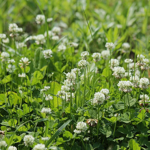 White clover (Trifolium repens) flowering in a lawn