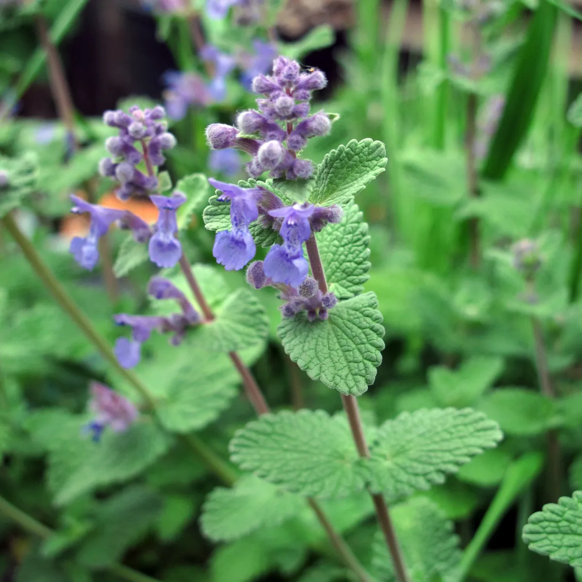 Katzenminze (Nepeta cataria) Bio Saatgut