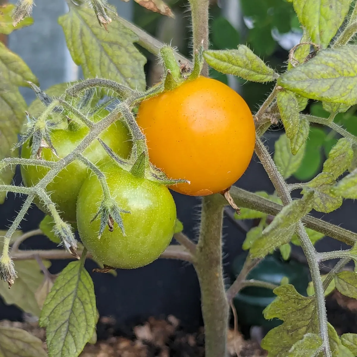 Ampeltomate 'Pendulina Yellow' (Solanum lycopersicum) Samen